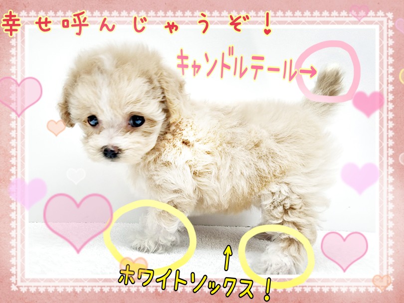 幸せを呼ぶホワイトソックス&キャンドルテール！ | MIX犬 マルプー （130459） - 高井戸店