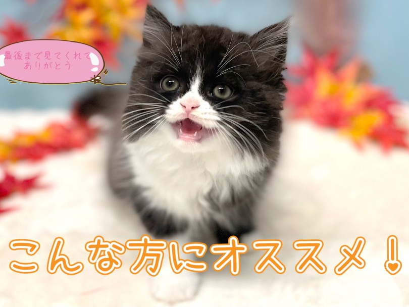 人懐っこく甘えん坊なスコてぃんは私たちに癒しをあたえてくれます | スコティッシュフォールド （150328） - 東川口店