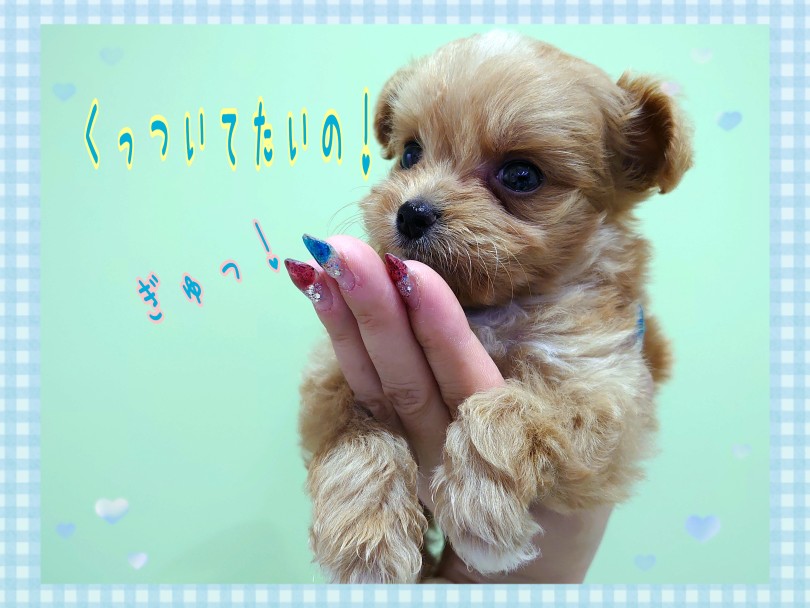 抱っこも大好き、とってもあまえんぼ！ | MIX犬 プーポメ （130456） - 高井戸店
