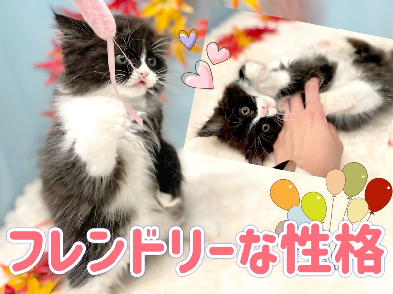 性格は物怖じせずフレンドリーな性格 | スコティッシュフォールド （150328） - 東川口店