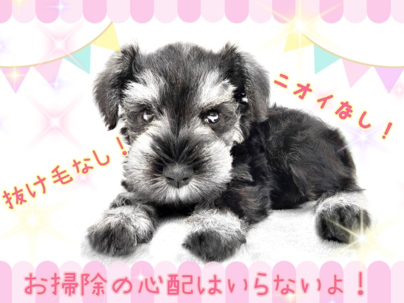 ぬけ毛が少なく、ニオイも少ない犬種です | ミニチュア・シュナウザー （130457） - 高井戸店