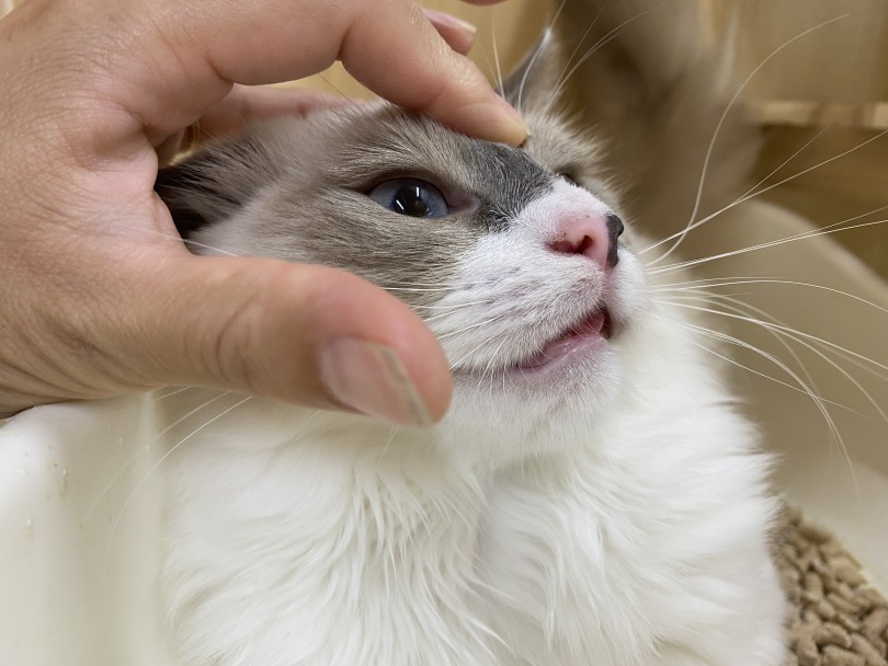 軽くカプッと噛んでくることも愛情表現の一つ | 猫の感情表現を解説！ - 横浜 大倉山店