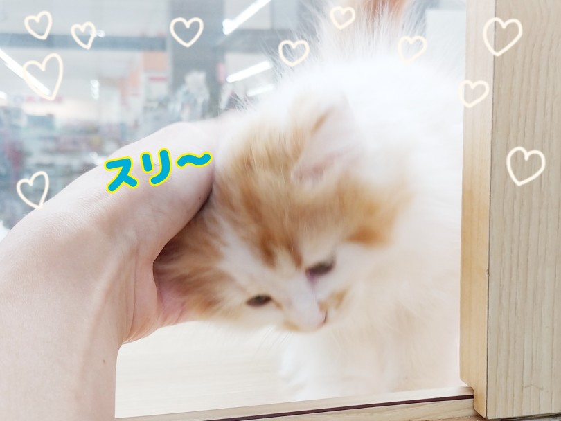 性格はとっても甘えん坊 | ラガマフィン （413130） - さいたま 武蔵浦和店