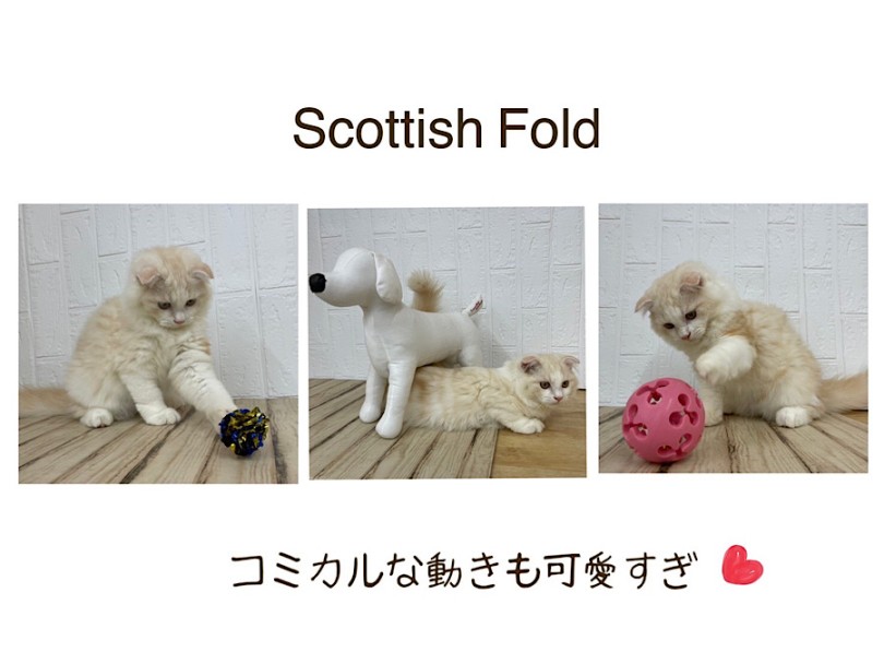 10月6日で4ヶ月。育てやすい月齢になりました。 | スコティッシュフォールド （312126） - 横浜 港北ニュータウン店