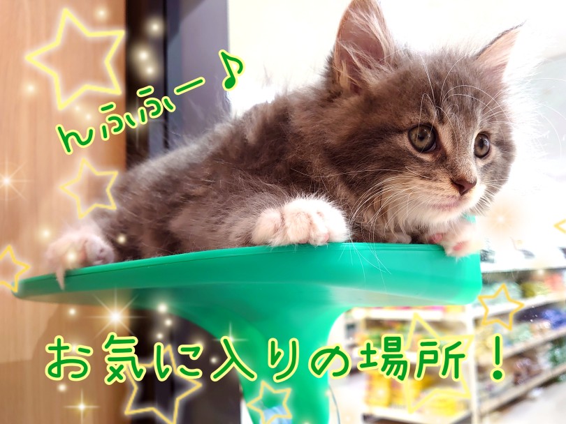 触りごこち抜群！極上のふかふかです！ | ノルウェージャンフォレストキャット （130455） - 高井戸店