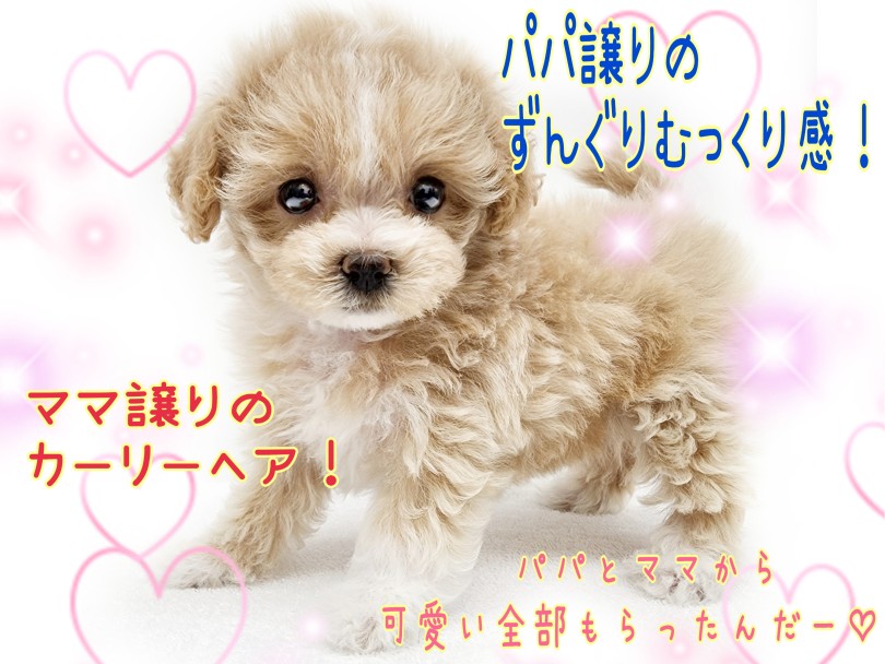 成長過程で色んな変化が見られるのがMix犬の良い所！ | MIX犬 マルプー （130459） - 高井戸店
