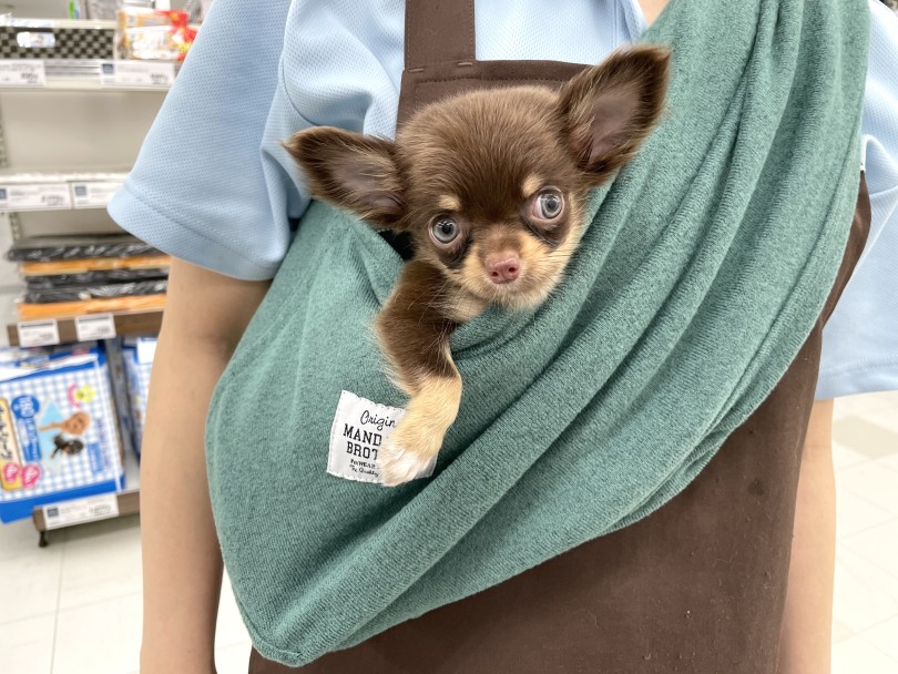 お散歩に行けなくても外の物や音に馴らしておこう | チワワ （150329） - 東川口店