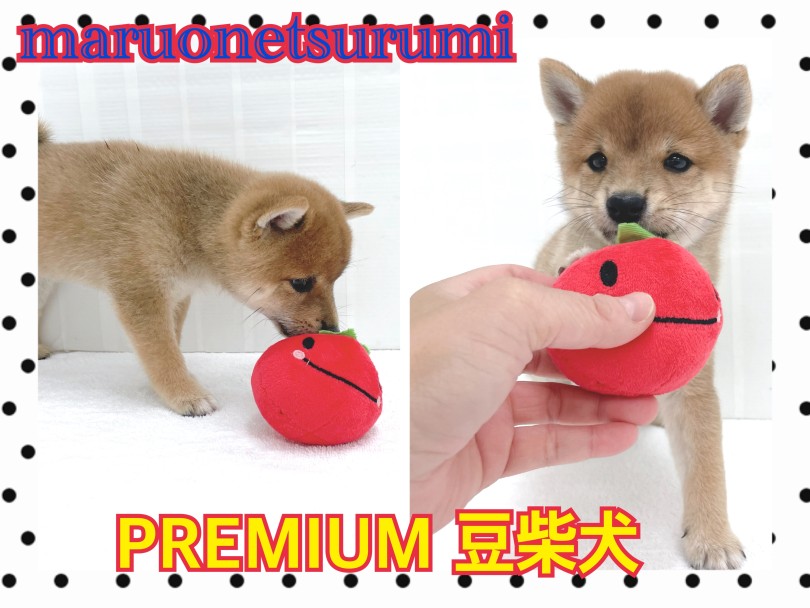 豆柴も和犬！！早期に社会性を学ばさせましょう！ | 豆柴 （713902） - 横浜 鶴見店