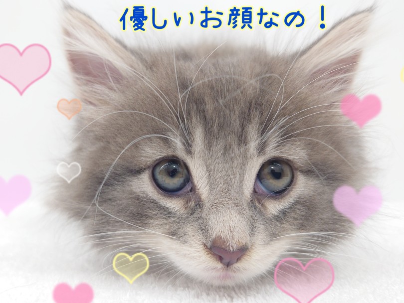 優しいお顔に癒されます！ | ノルウェージャンフォレストキャット （130455） - 高井戸店