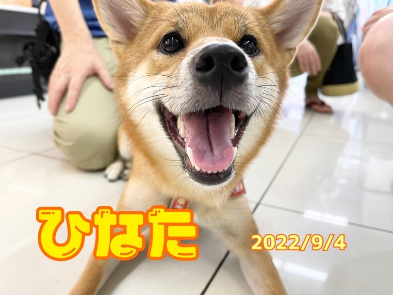 ★ひなた★ | 365プロジェクトデイリー【9月版】 - 横浜 大倉山店