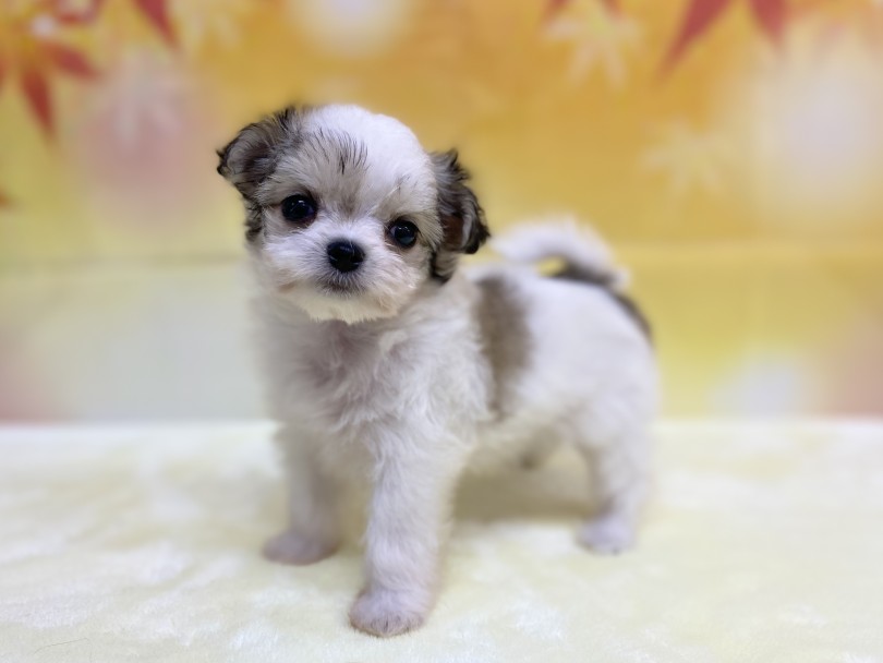 魅力その1：手のひらサイズのコンパクトさ！ | MIX犬 チワマル （6131202） - 横浜 大倉山店