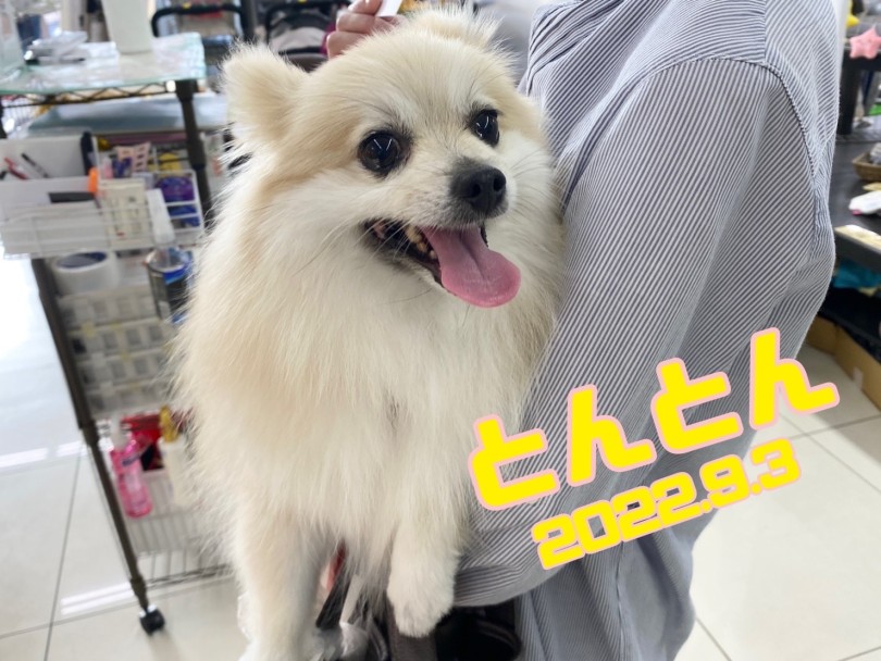 ★とんとん★ | 365プロジェクトデイリー【9月版】 - 横浜 大倉山店