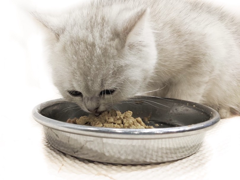 小さなお口でしっかり噛み締めながら丁寧な食事姿を見せくれます | スコティッシュフォールド （11917） - 横浜 白楽店