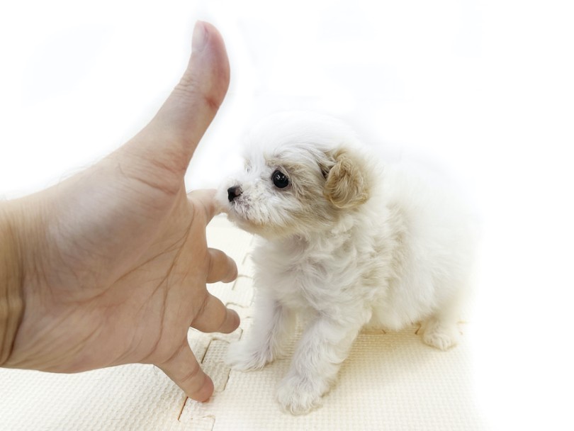 店長の手（20cm程）よりも小さなマルプーくん | MIX犬 マルプー （814766） - 大和 相模大塚店