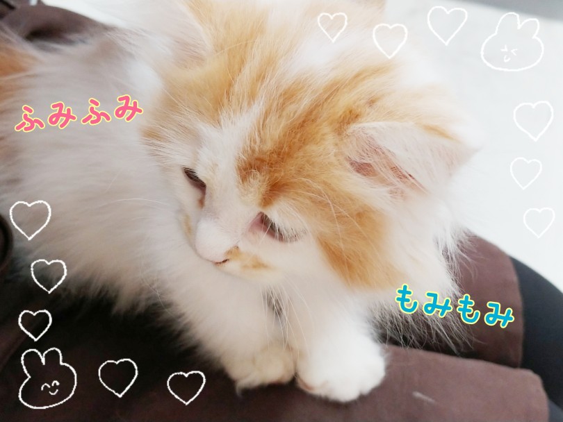 お膝猫ちゃんです | ラガマフィン （413130） - さいたま 武蔵浦和店