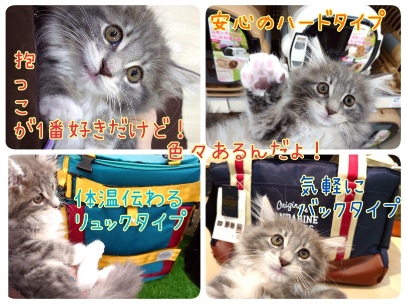 クレート移動ができる子にトレーニングしましょう！ | ノルウェージャンフォレストキャット （130455） - 高井戸店