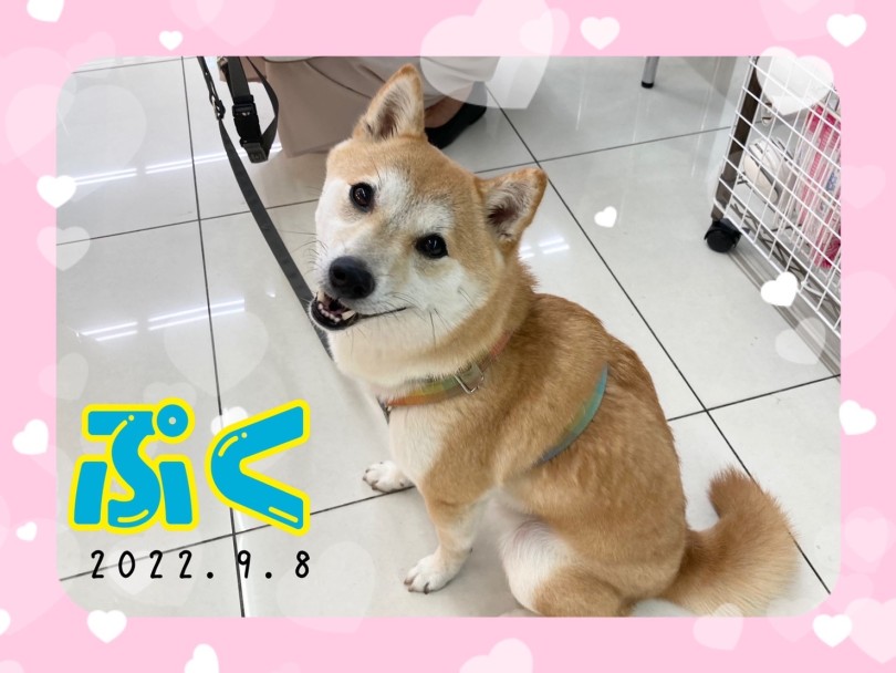 ★ぷく★ | 365プロジェクトデイリー【9月版】 - 横浜 大倉山店