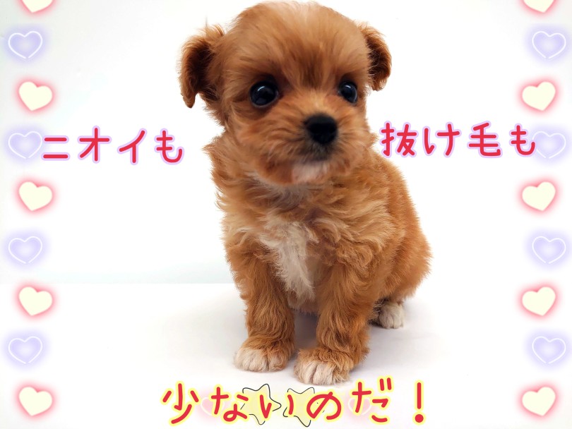 臭いも抜け毛もほとんどなし！ | MIX犬 プーポメ （130456） - 高井戸店