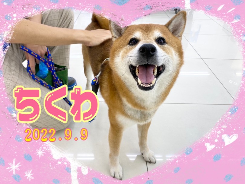 ★ちくわ★ | 365プロジェクトデイリー【9月版】 - 横浜 大倉山店