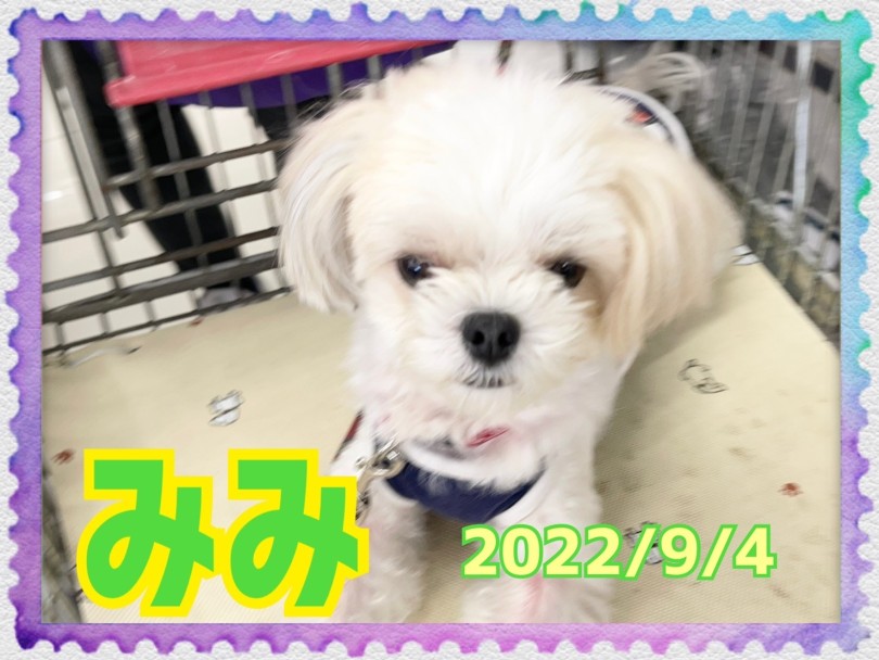 ★みみ★ | 365プロジェクトデイリー【9月版】 - 横浜 大倉山店
