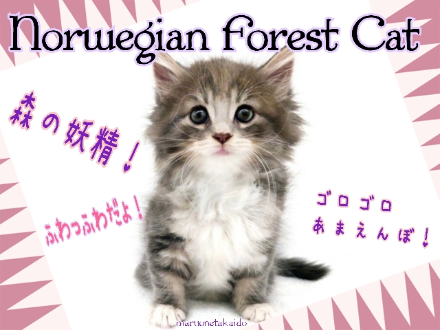 【 ノルウェージャンフォレストキャット 】ふわふわ甘えんぼ！美しき森の妖精！