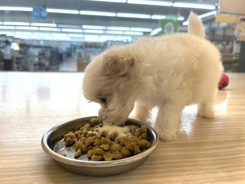 小さくてもとっても食欲旺盛 | MIX犬 マルプー （814766） - 大和 相模大塚店