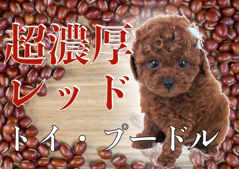 【 トイ・プードル 】極上！レッド？小豆色？超濃厚なカラー自慢！