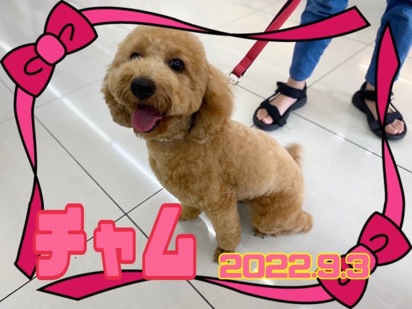 ★ちゃむ★ | 365プロジェクトデイリー【9月版】 - 横浜 大倉山店