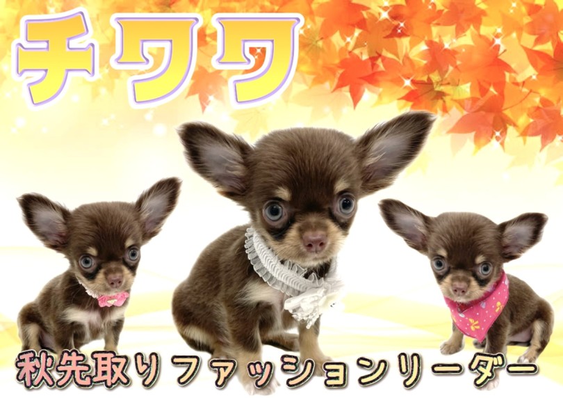 【 チワワ 】老若男女問わず大人気犬種チワワ！濃厚チョコタンカラーの女の子が登場