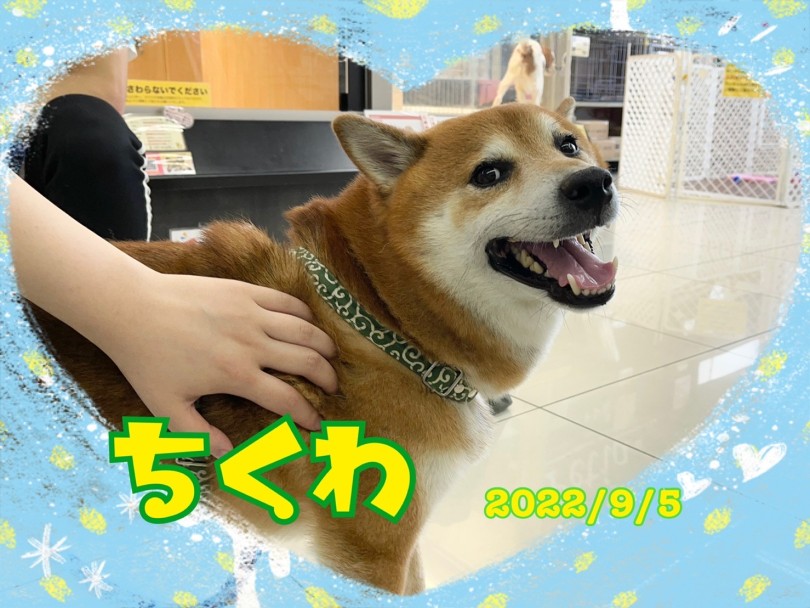 ★ちくわ★ | 365プロジェクトデイリー【9月版】 - 横浜 大倉山店