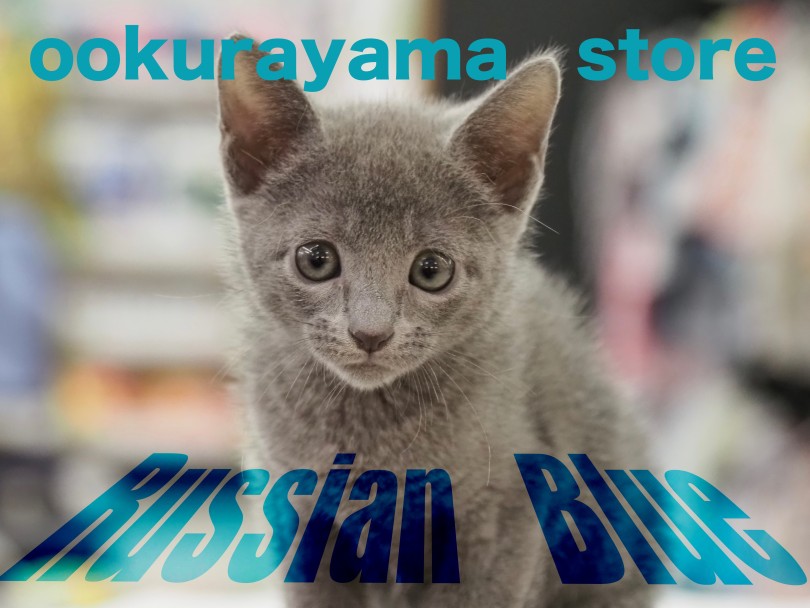 【 ロシアンブルー 】超美!蒼きコートカラーのスレンダーキャット!
