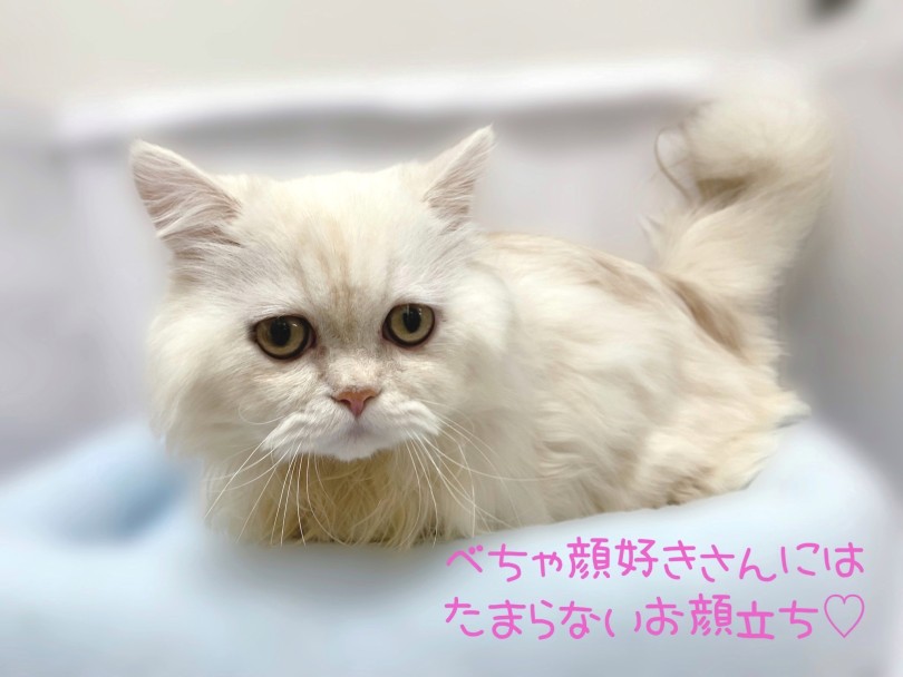 ペルシャ系猫とマンチカンのハイブリッド猫ちゃん | ミヌエット （119342） - 梅島店