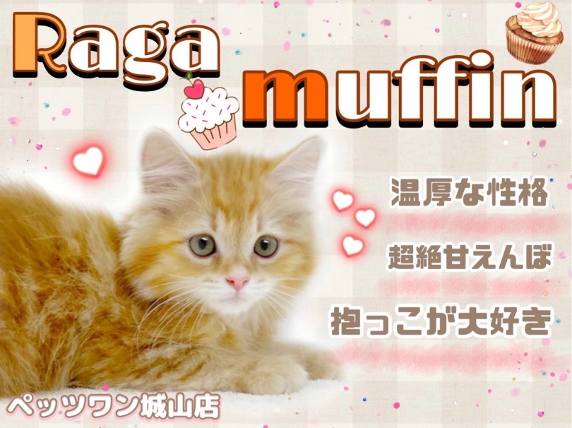 【 ラガマフィン 】もちっと丸っこい体型の癒し系猫