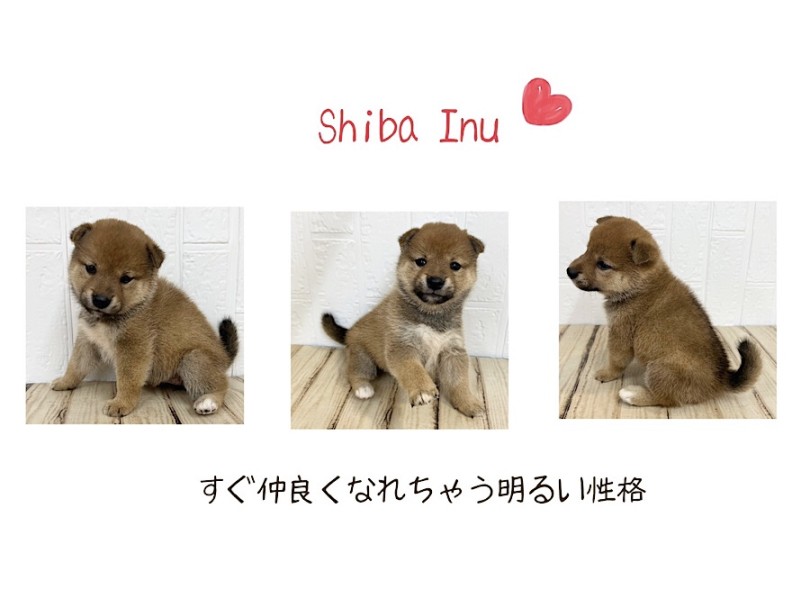 しっぽが黒く見えるのがチャーミング♡ | 柴犬 （312119） - 横浜 港北ニュータウン店
