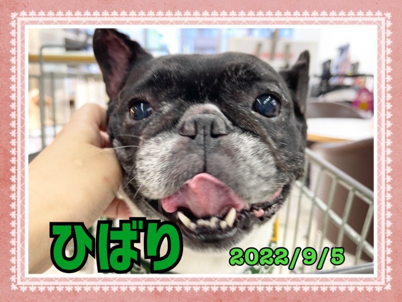 ★ひばり★ | 365プロジェクトデイリー【9月版】 - 横浜 大倉山店
