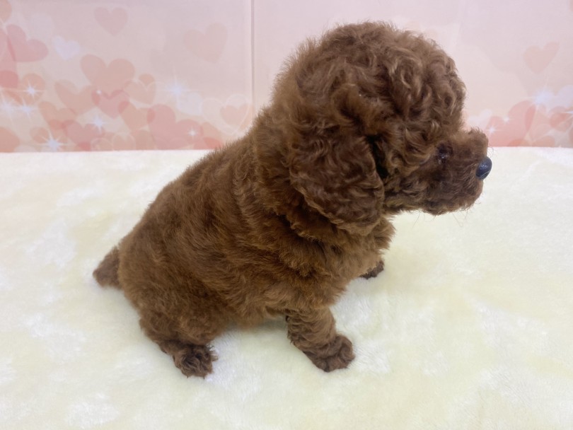成犬時に2.0kg前後に成長すると予想 | トイ・プードル （6131198） - 横浜 大倉山店