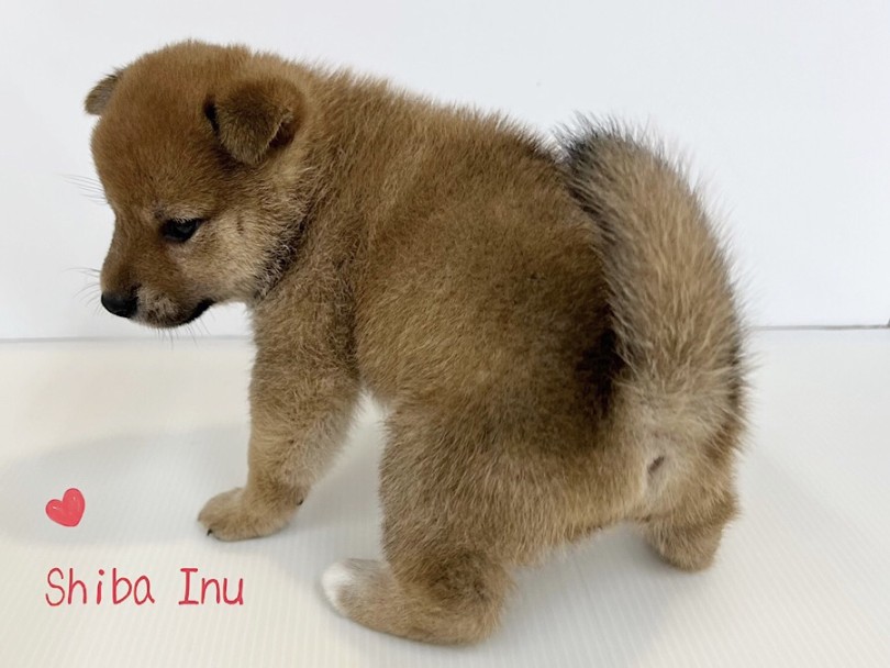 丸顔にムチっとボディがたまらない | 柴犬 （312119） - 横浜 港北ニュータウン店