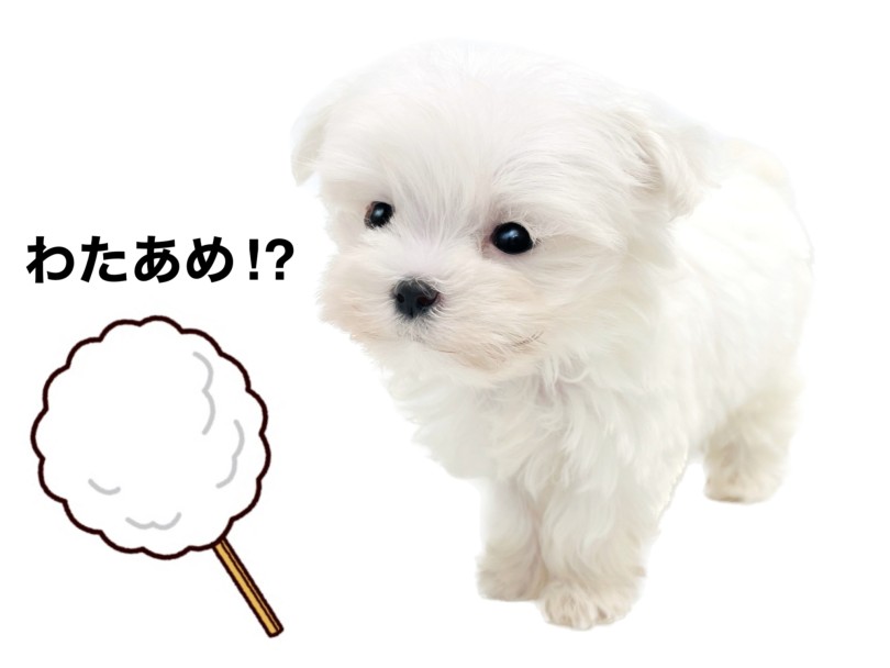 わたあめかと錯覚するほど柔らかなホワイトの被毛 | マルチーズ （150332） - 東川口店