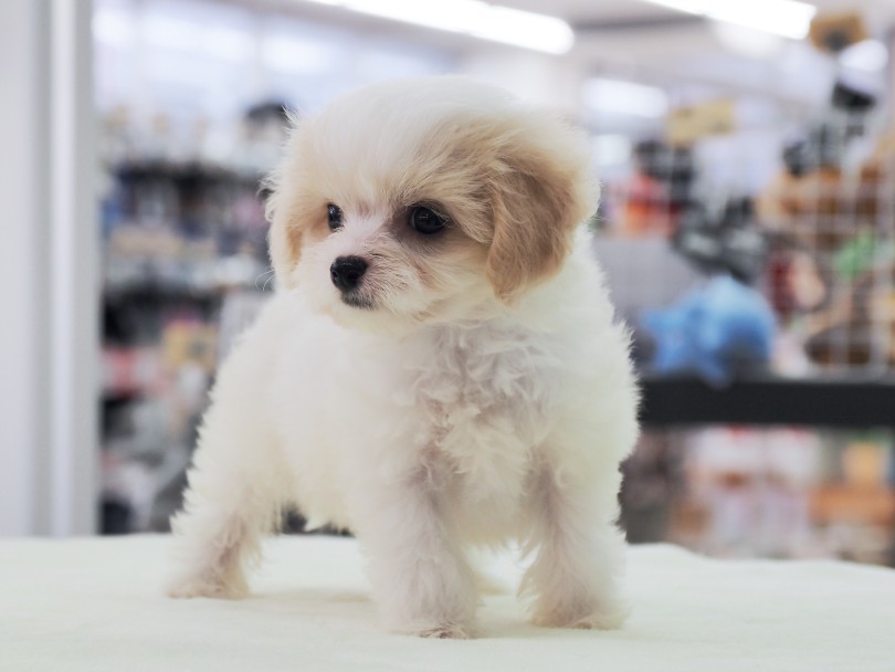 歩き方もキュートなんです♡ | MIX犬 ビションキャバション （6131199） - 横浜 大倉山店