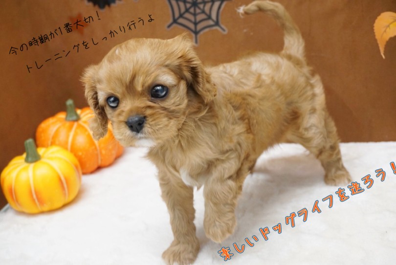 まずはキャバちゃんを抱っこしながら、一緒に楽しくお話しでもしましょう | キャバリア・キングチャールズ・スパニエル （150333） - 東川口店