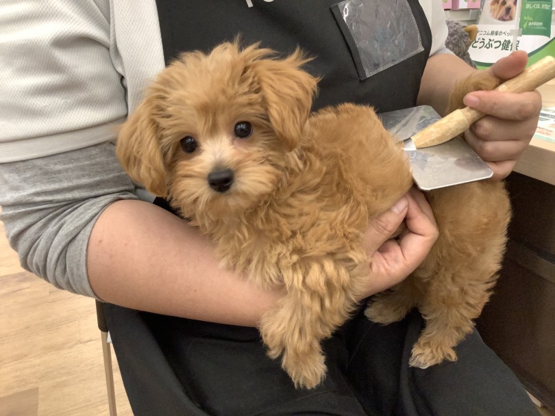 お手入れは終わるまでイイ子に待っていてくれます。 | MIX犬 プーチワ （118693） - 城山店