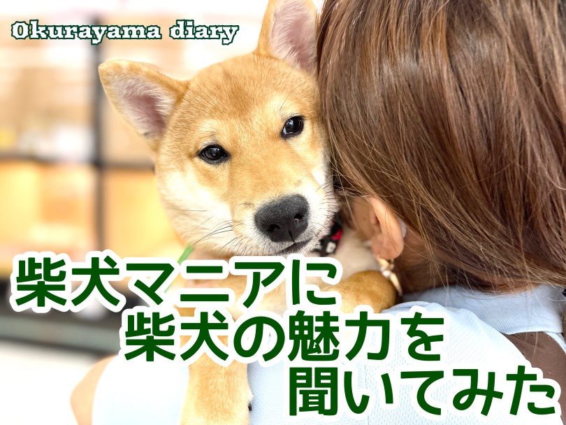 【 柴犬レポート 】柴犬マニアに柴犬の魅力を聞いてみよう！