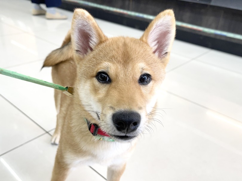 シンプル且つつぶらな瞳♡ | 柴犬 （6131187） - 横浜 大倉山店