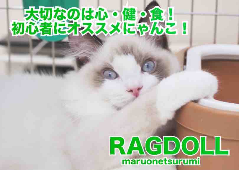 【 ラグドール 】心と健康と食欲を兼ね備えた初心者必見の大注目にゃんこ！