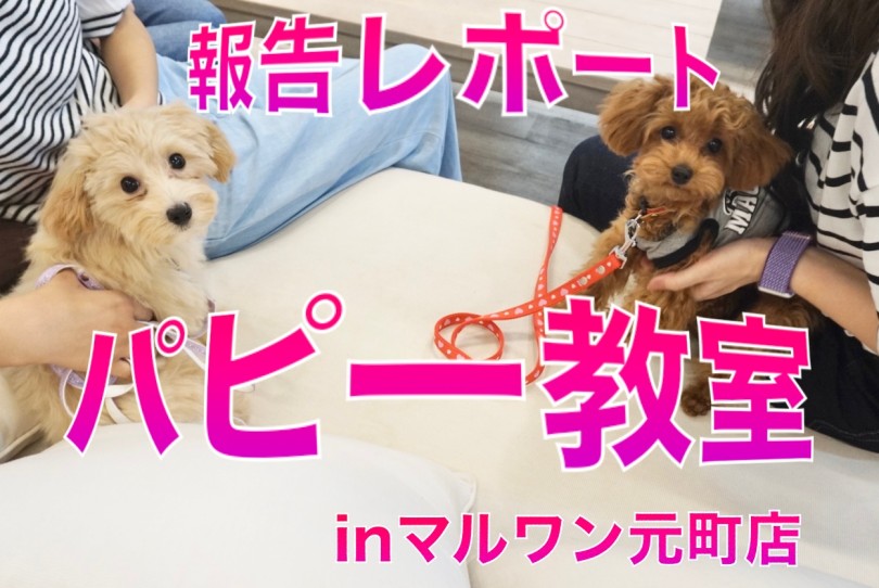 【 子犬の勉強 】10/2元町店にて開催したパピー教室報告レポート！