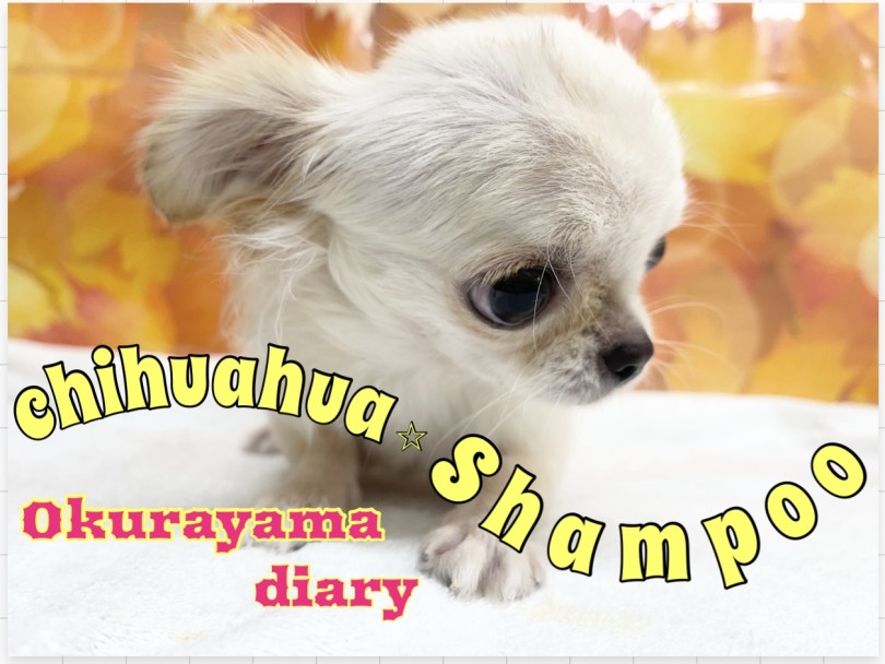 【 お手入れ】ドキドキ！今日はチワワちゃんのシャンプーの日！！