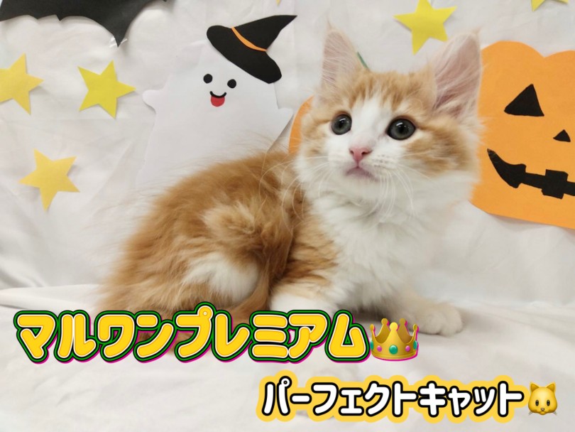 マルワンプレミアムの称号を持つパーフェクトキャット | ノルウェージャンフォレストキャット （150331） - 東川口店