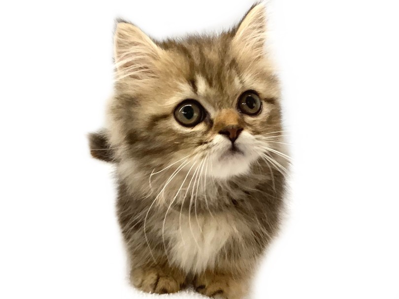 可愛い顔・おっとり甘えん坊な性格・ふわふわ被毛と、どれをとっても満点キャットちゃんです! | ミヌエット (413135) - さいたま 武蔵浦和店