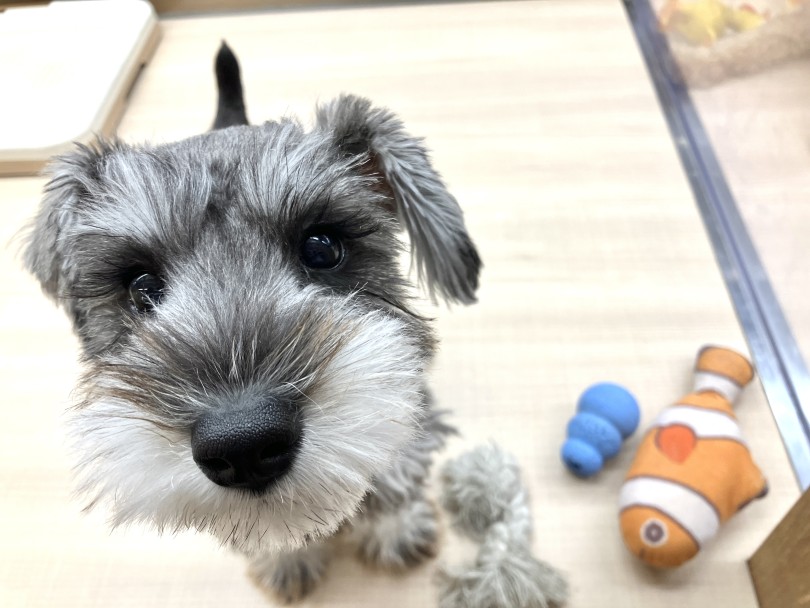 古いおもちゃも大事にするこだわりが強い犬種 | ミニチュア・シュナウザー (118686) - 城山店