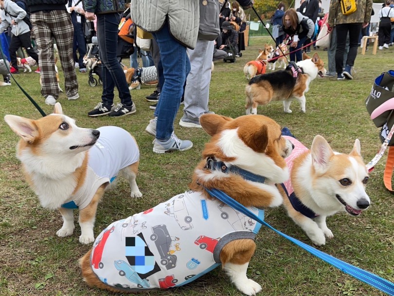 あちこち短足にプリプリなお尻 | コーギーマニアに魅力を聞いてみよう！ - 横浜 大倉山店